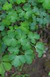 European columbine